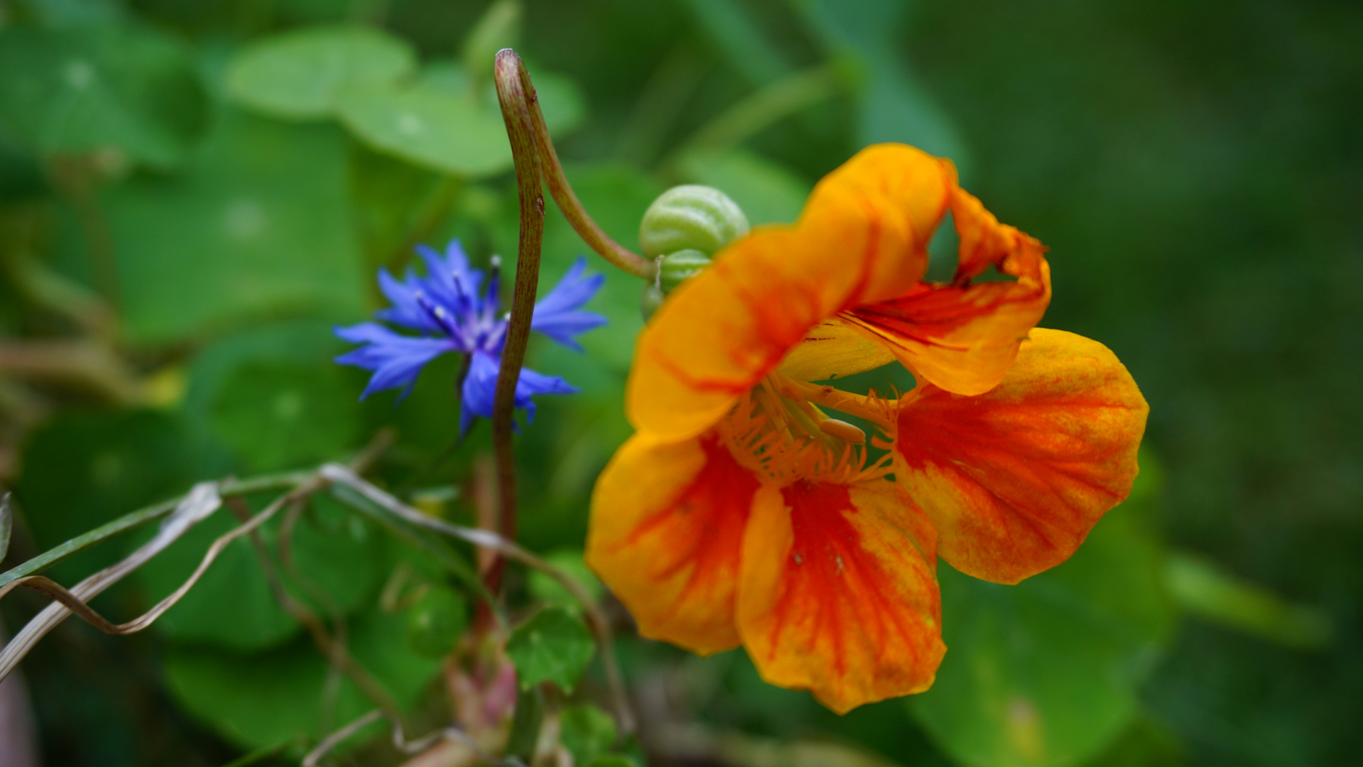 Letzte Blüten