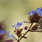 Letzte Blüten