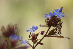 Letzte Blüten