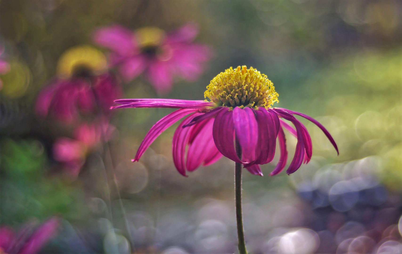 Letzte Blüten- Chrysanthemen