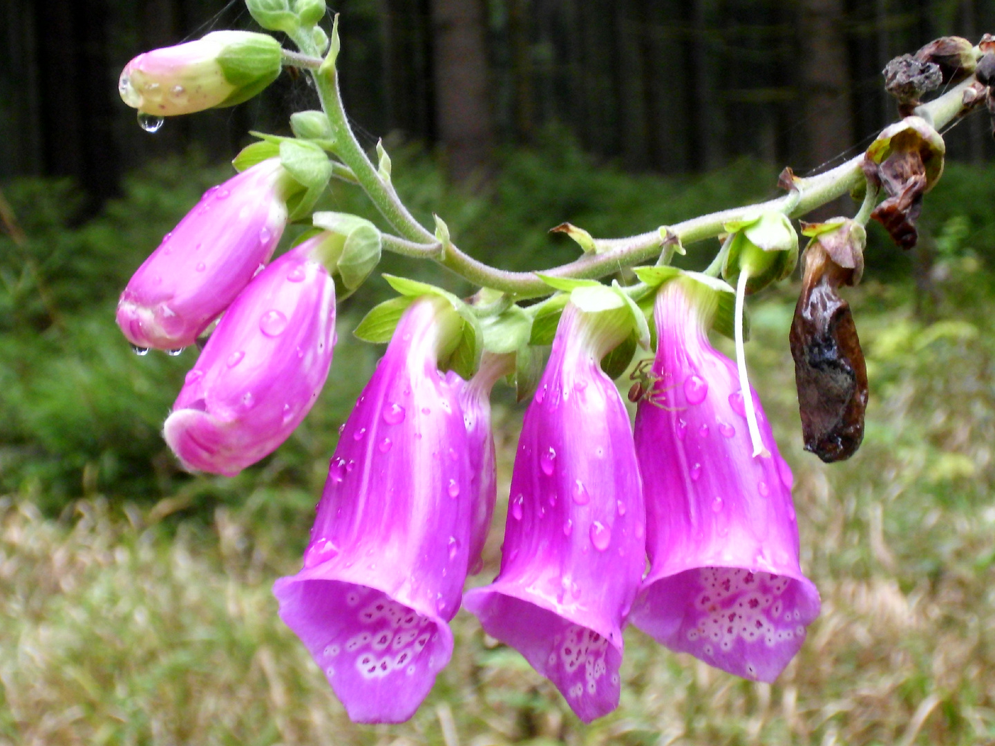 Letzte Blüten