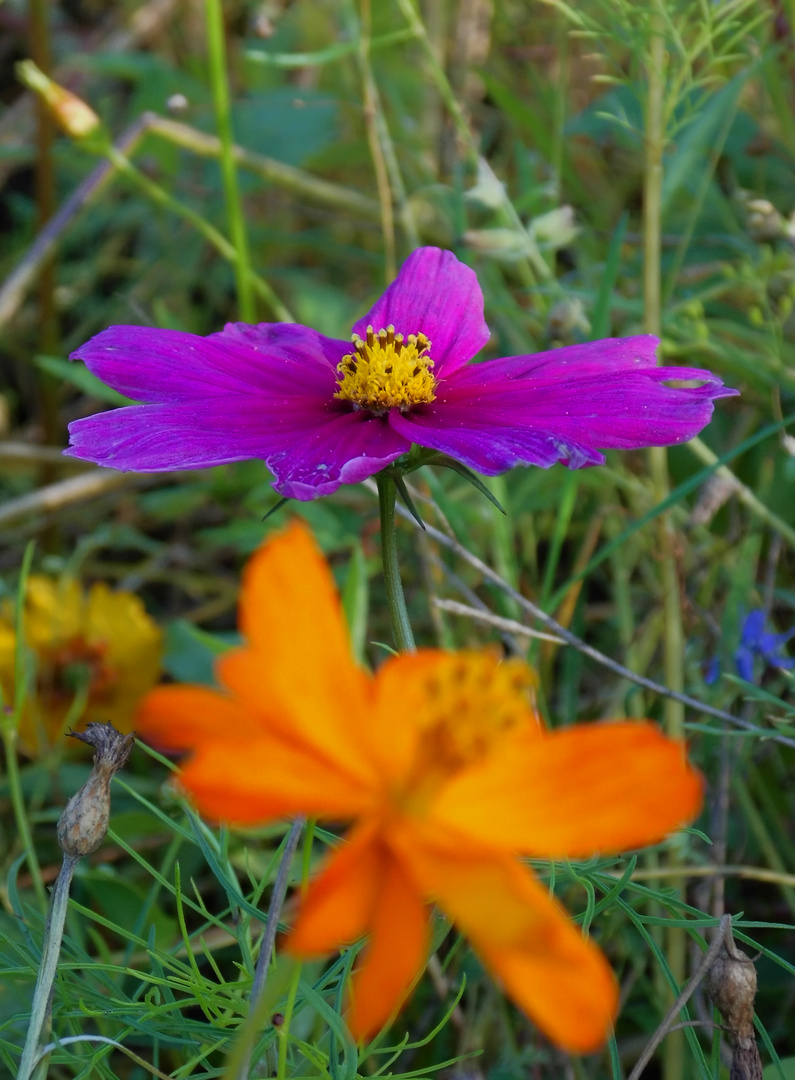 Letzte Blüten einer Streuwiese