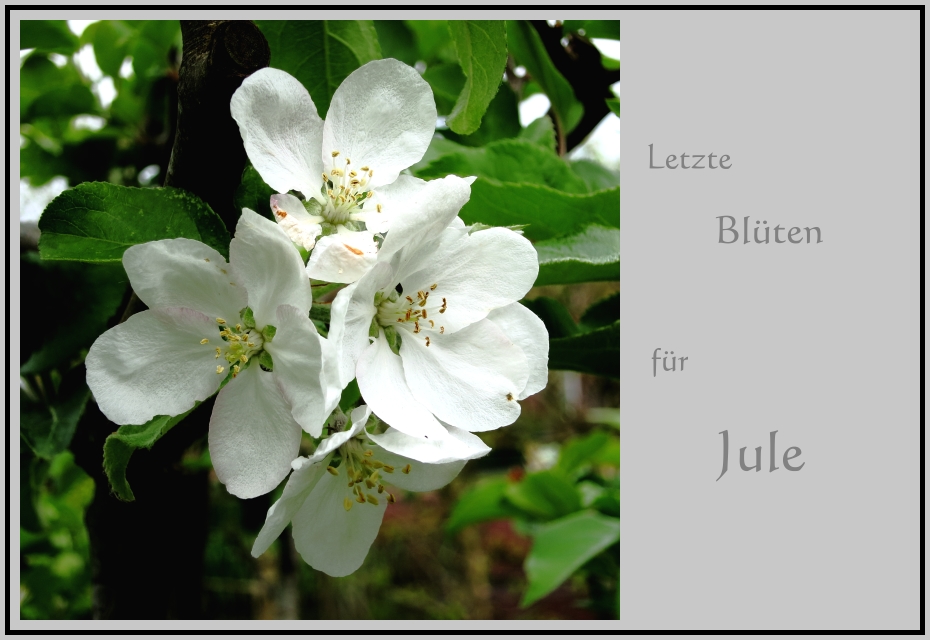 Letzte Blüten für Jule