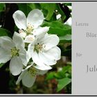 Letzte Blüten für Jule