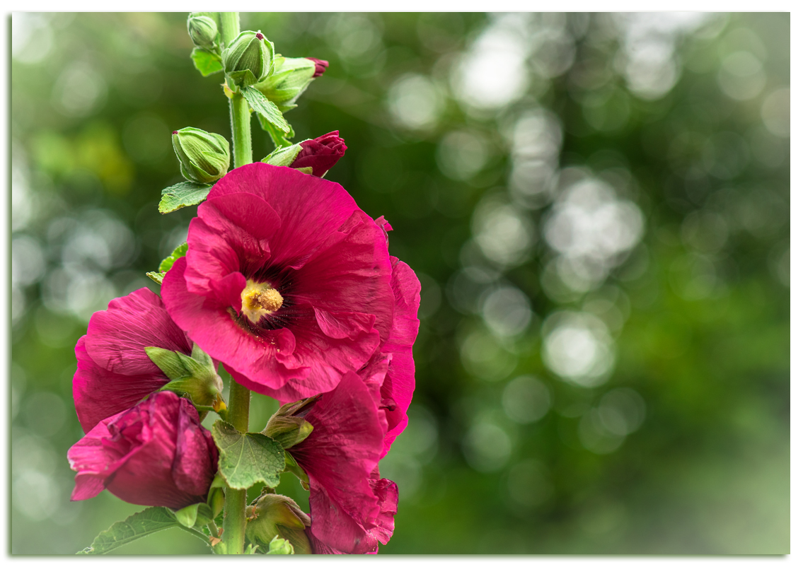 Letzte Blüten im Freien