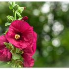 Letzte Blüten im Freien