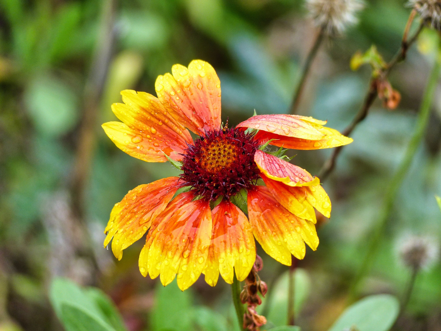 letzte Blüten im Garten