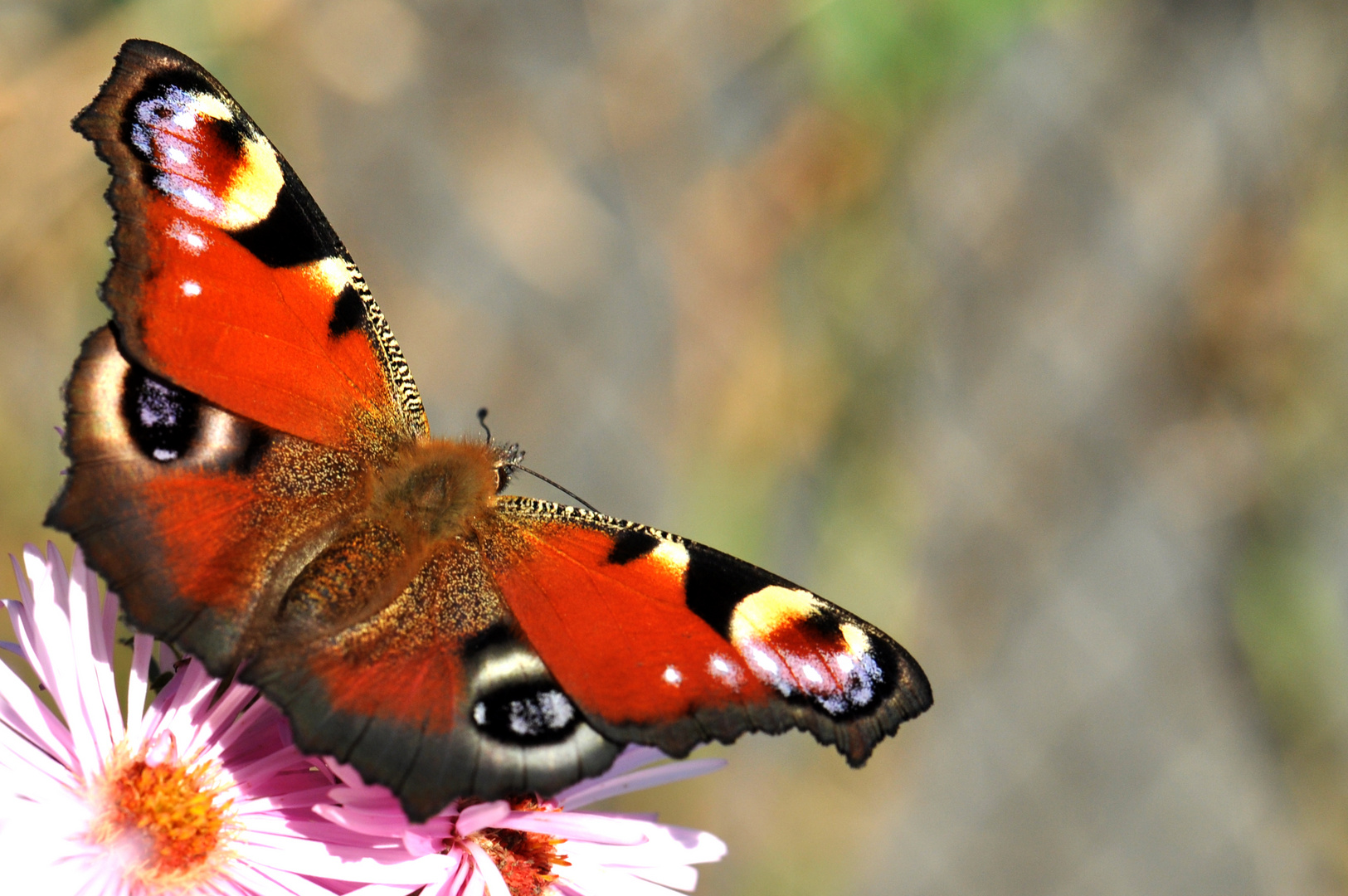 Letzte Blüten im Herbst 3