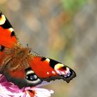 Letzte Blüten im Herbst 3