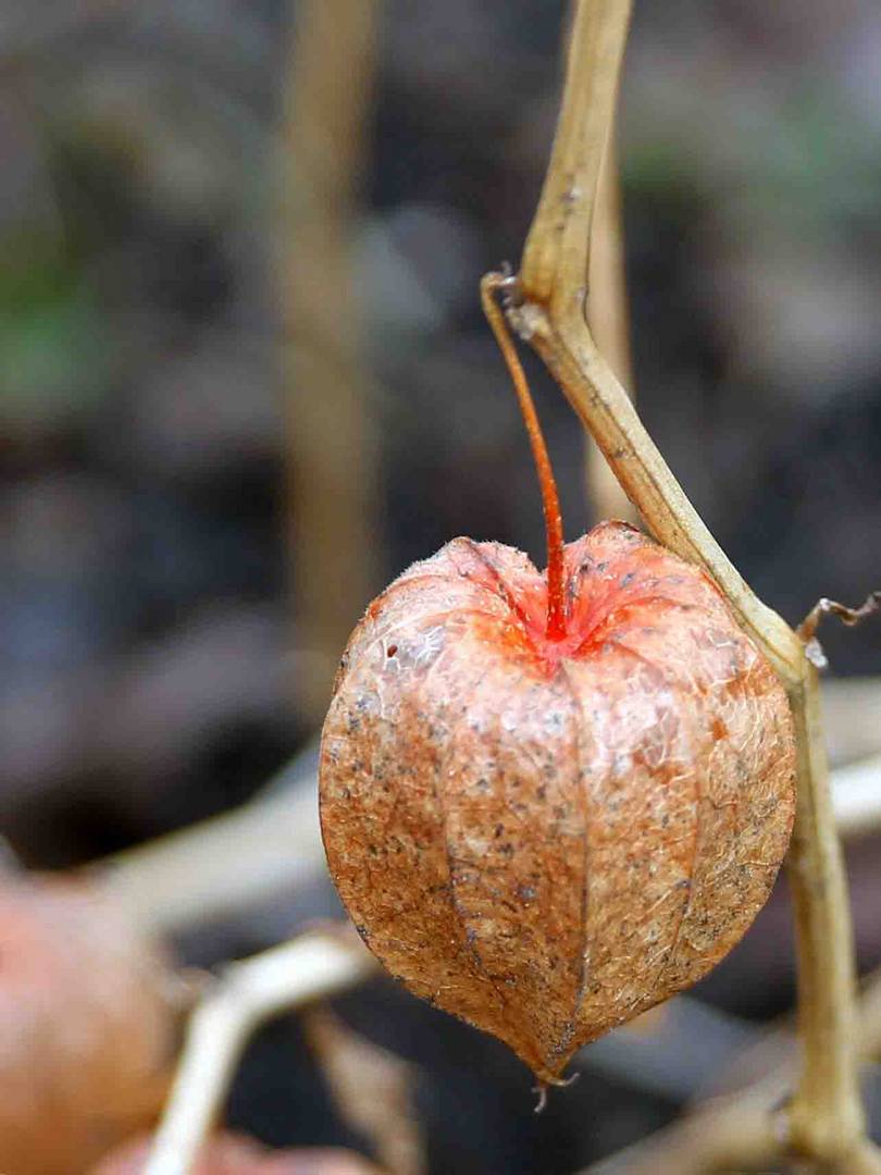 Letzte Blüten im Januar