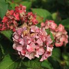 Letzte Blüten im Oktober