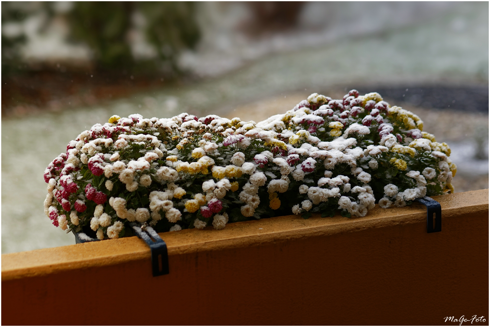 Letzte Blüten im Schnee