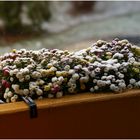 Letzte Blüten im Schnee