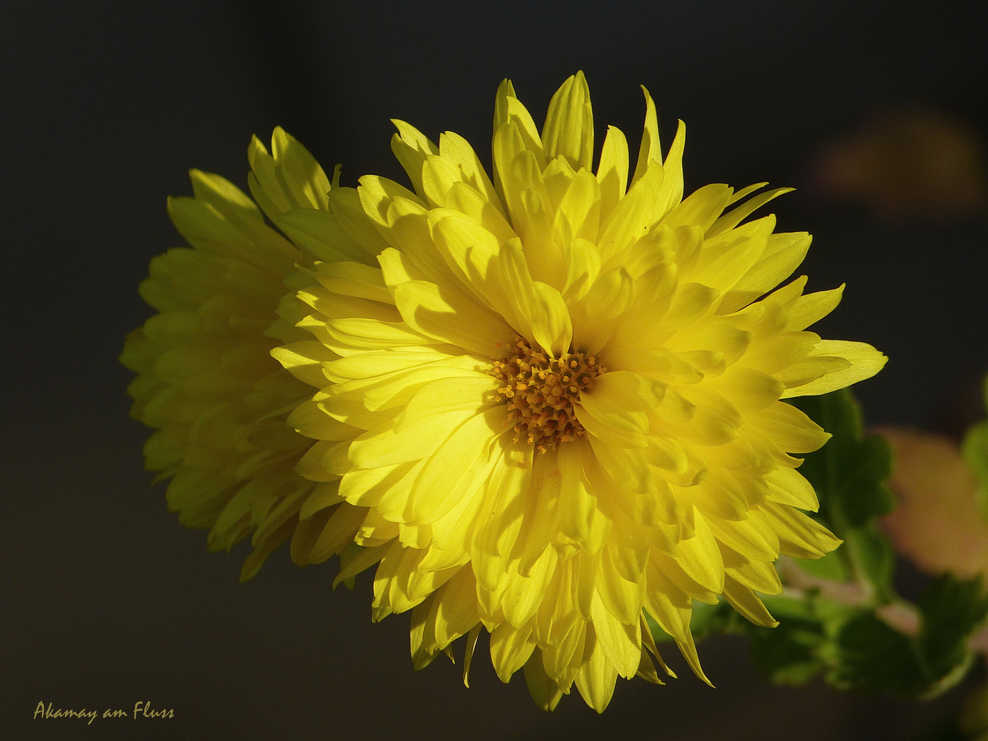 Letzte Blüten im Spätherbst