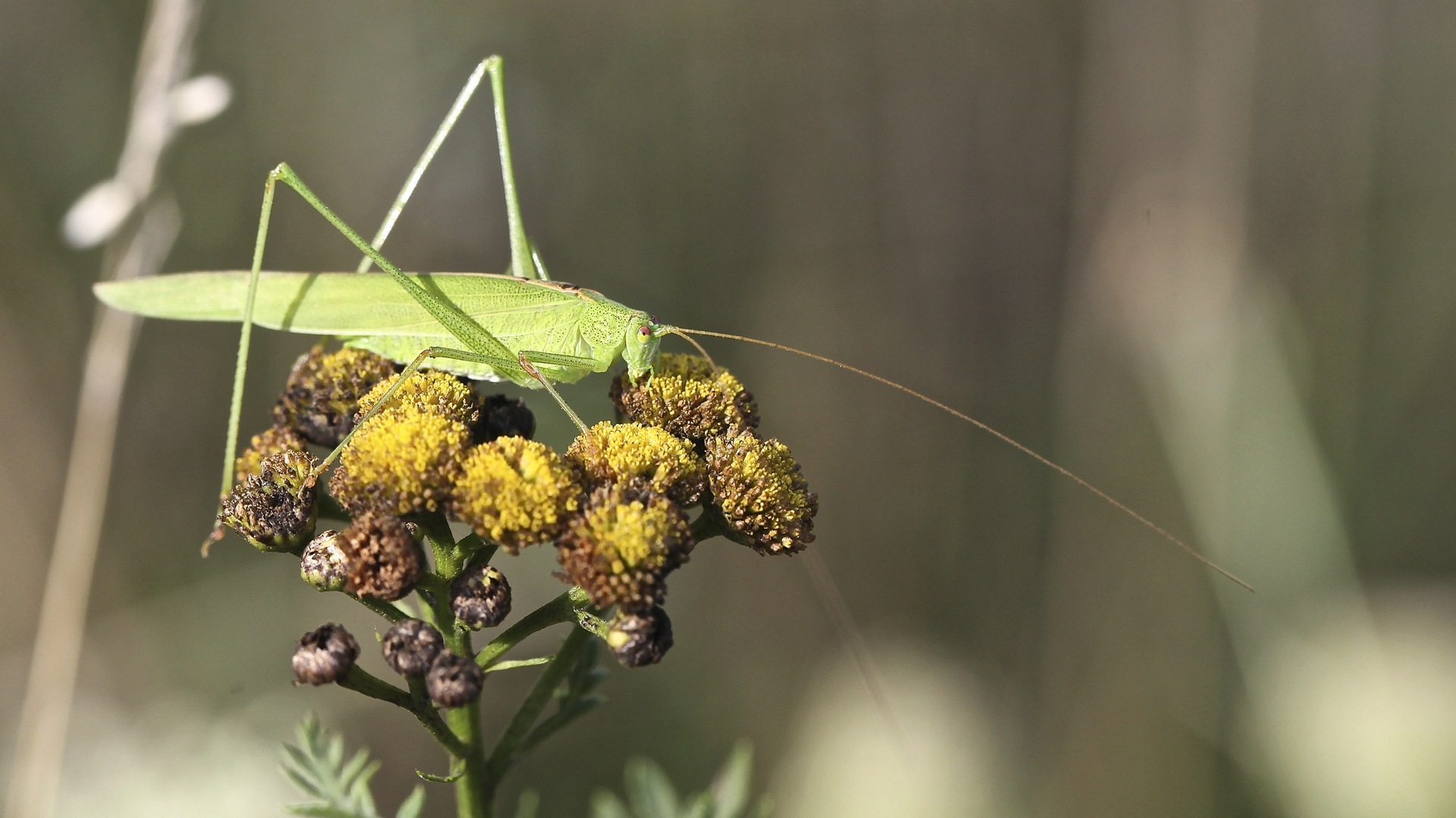 Letzte Blütenreste und Insekten am Herbstbeginn