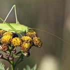 Letzte Blütenreste und Insekten am Herbstbeginn