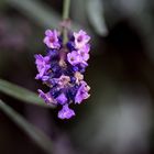 letzte Blume im Spätherbst