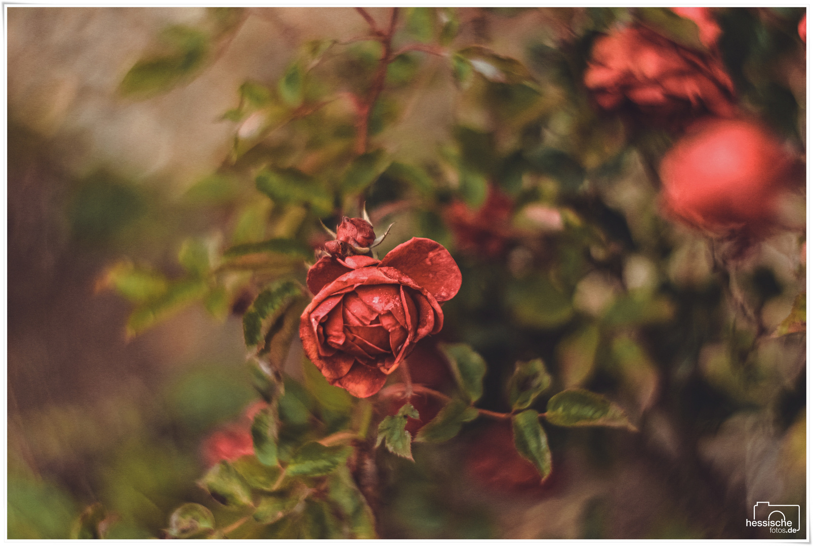 Letzte Blumen im Dezember