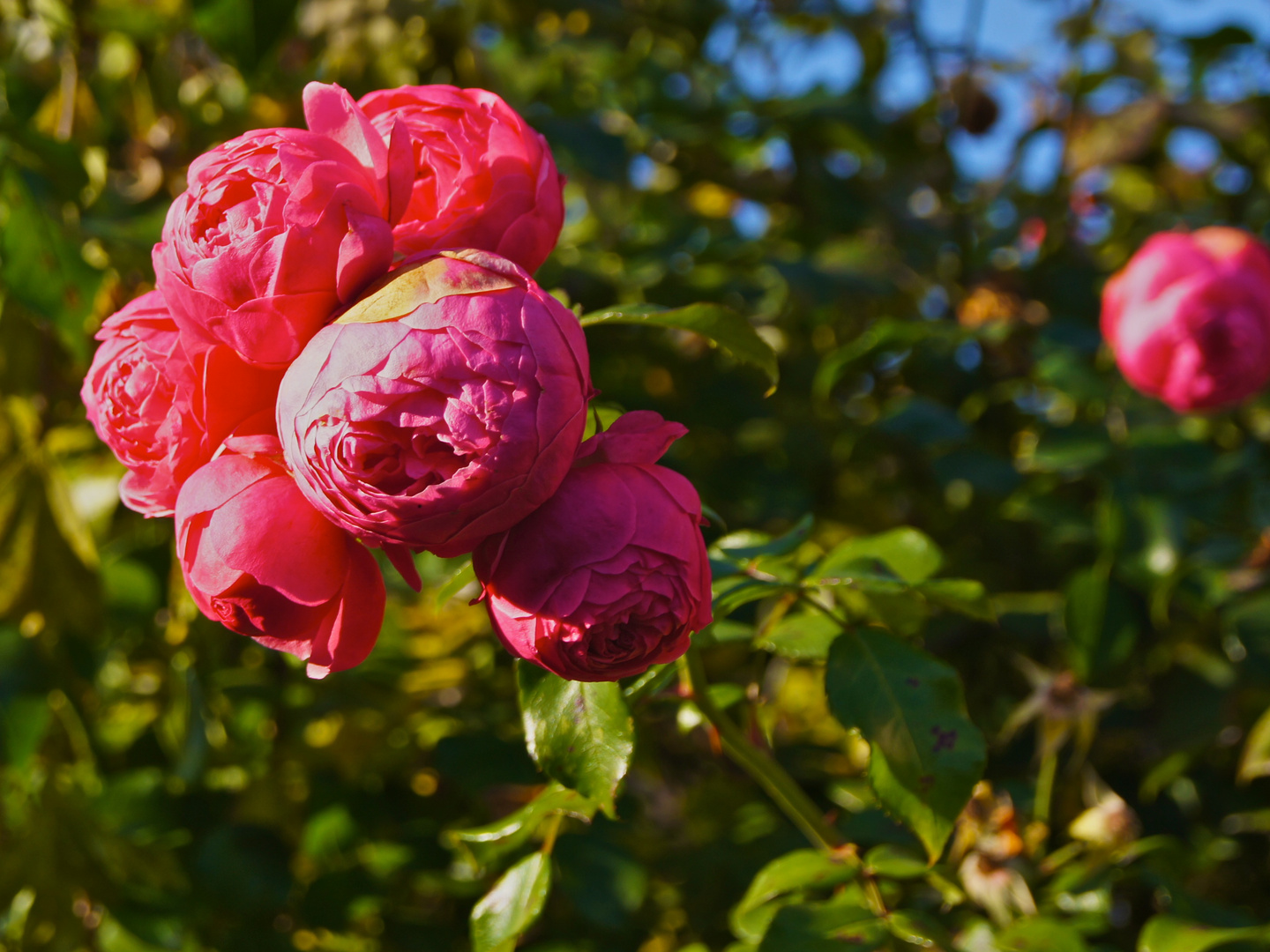 Letzte Blumen im Herbst