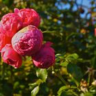 Letzte Blumen im Herbst