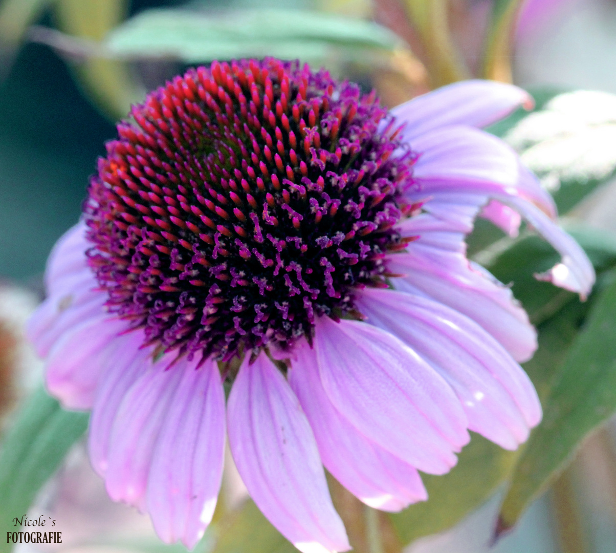 ° Letzte Boten des Sommers °