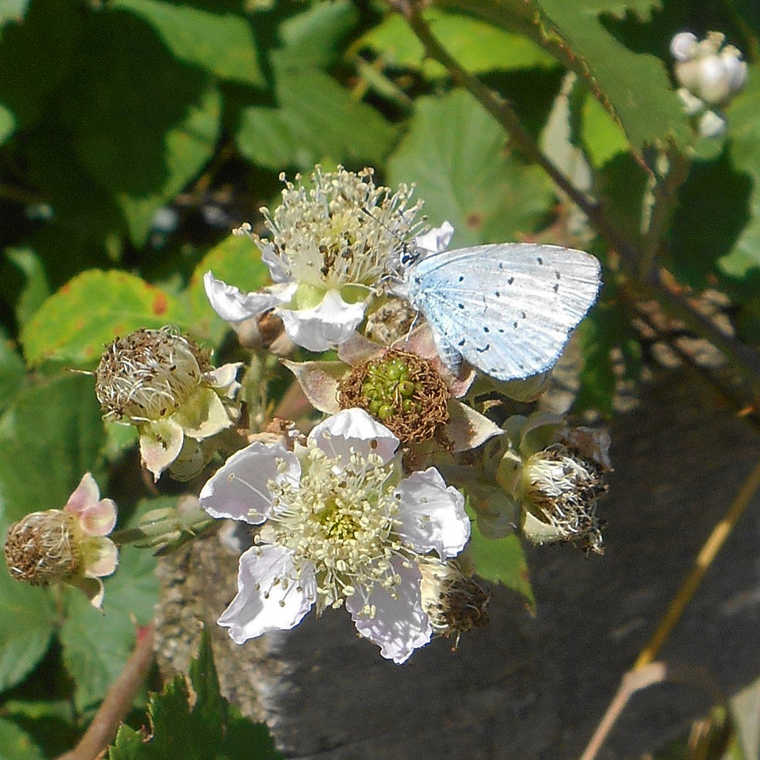 Letzte Brombeerblüten