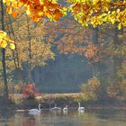 Letzte Chance zum Thema GOLDENEN OKTOBER