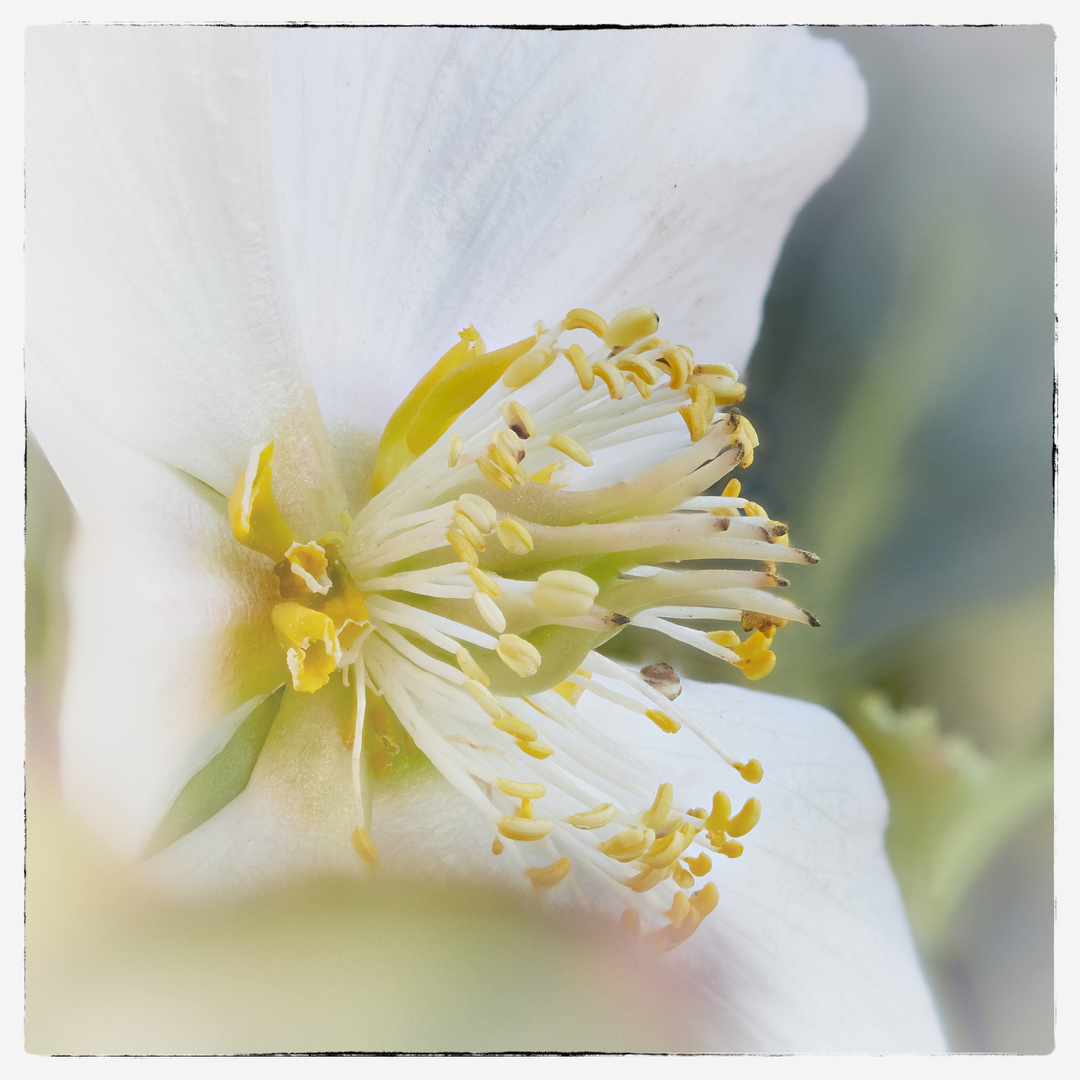 Letzte Christrosenblüte