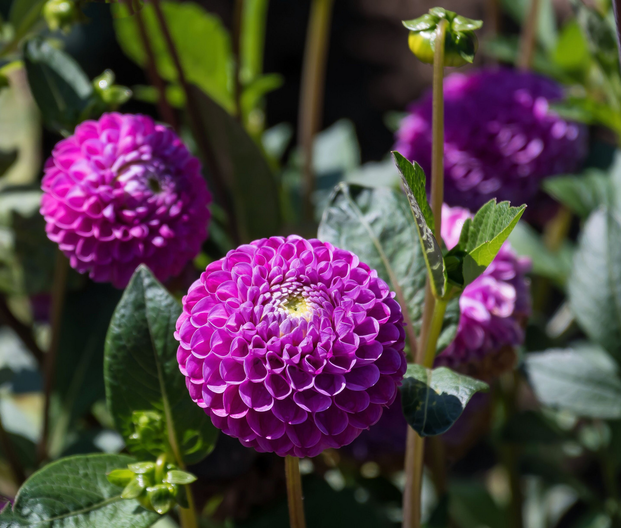 LETZTE DAHLIEN