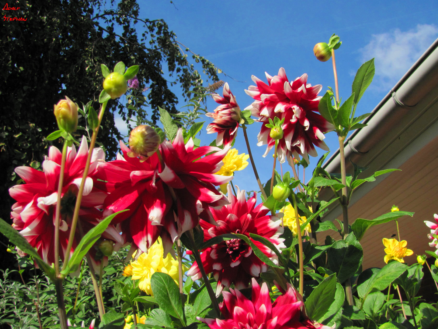 Letzte Dahlien - Blüte im Garten