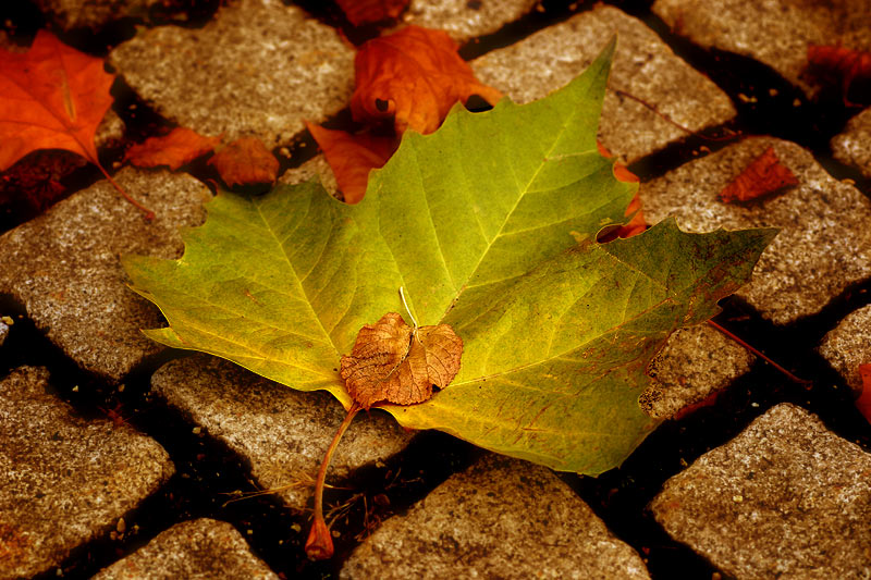 letzte details des herbstes