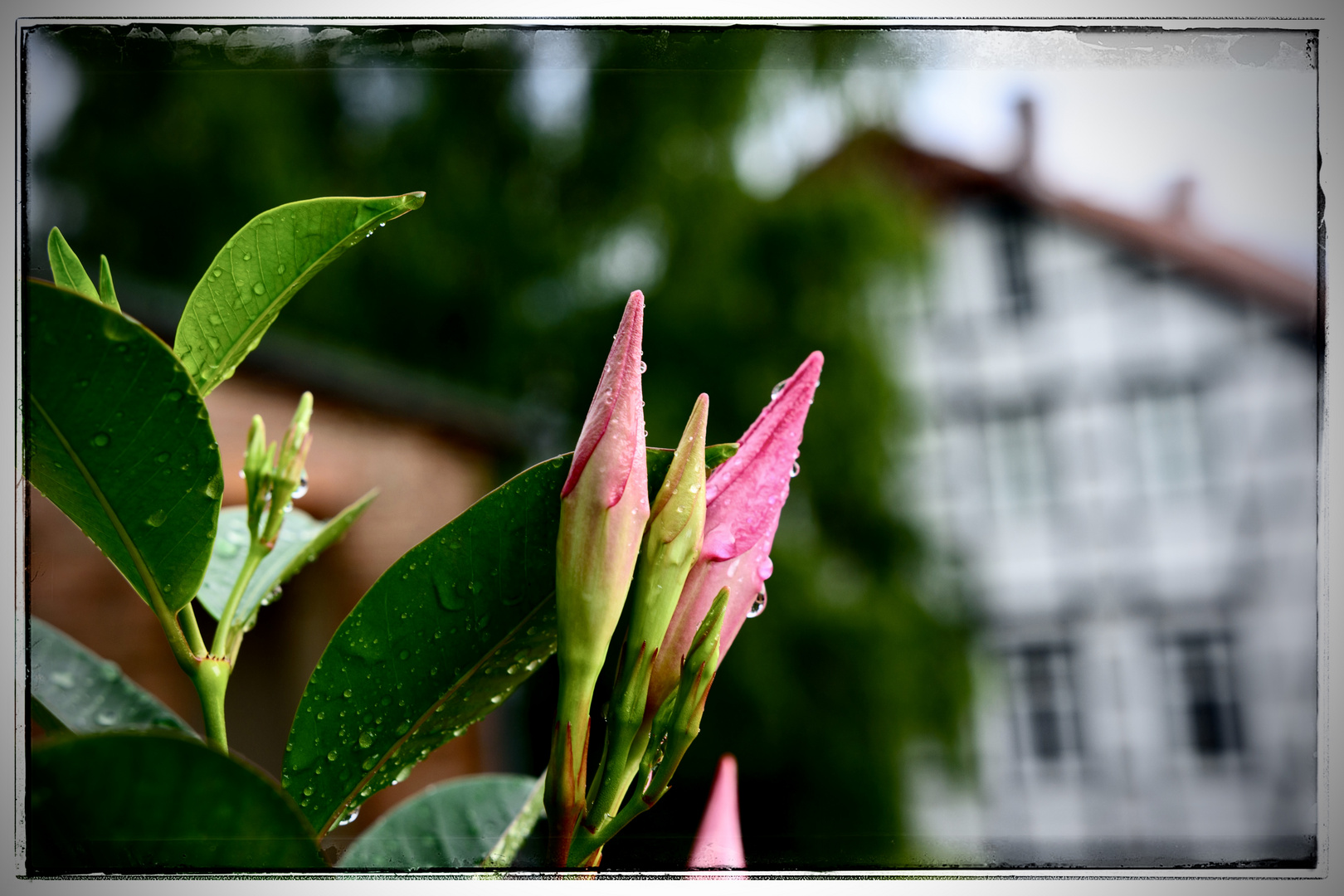 Letzte Dipladenienblüten im Regen