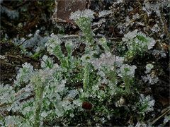 Letzte Eisflechte in diesem Winter?