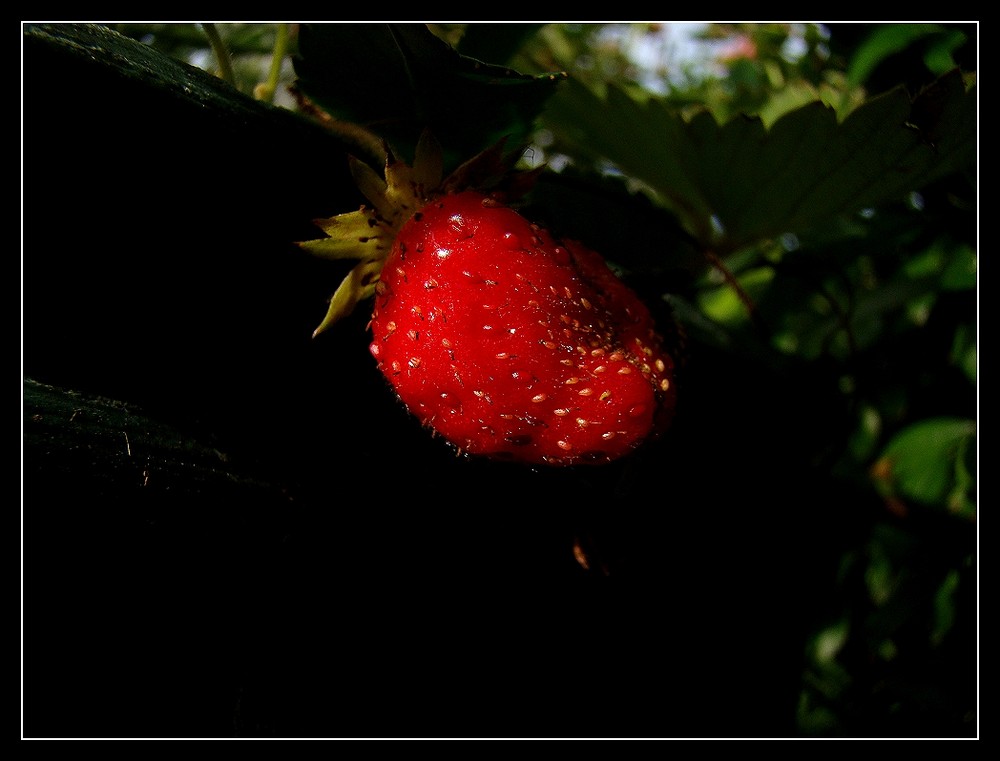 Letzte Erdbeere