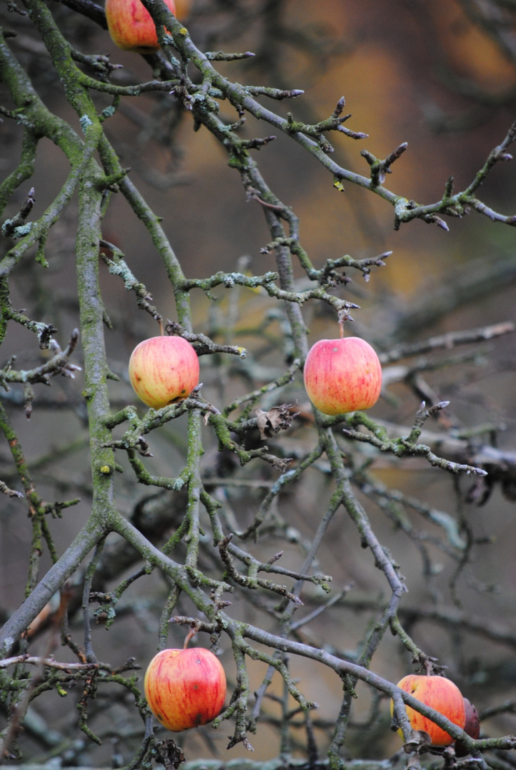 Letzte Ernte