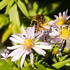 letzte Ernte im Herbst