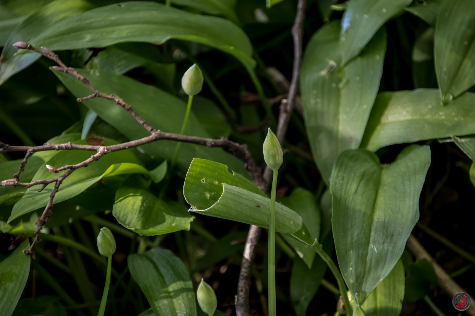 Letzte Ernte vor der Blüte - Bärlauch