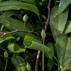 Letzte Ernte vor der Blüte - Bärlauch