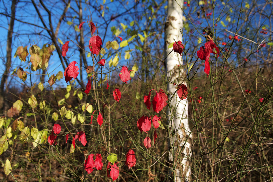 Letzte Farben