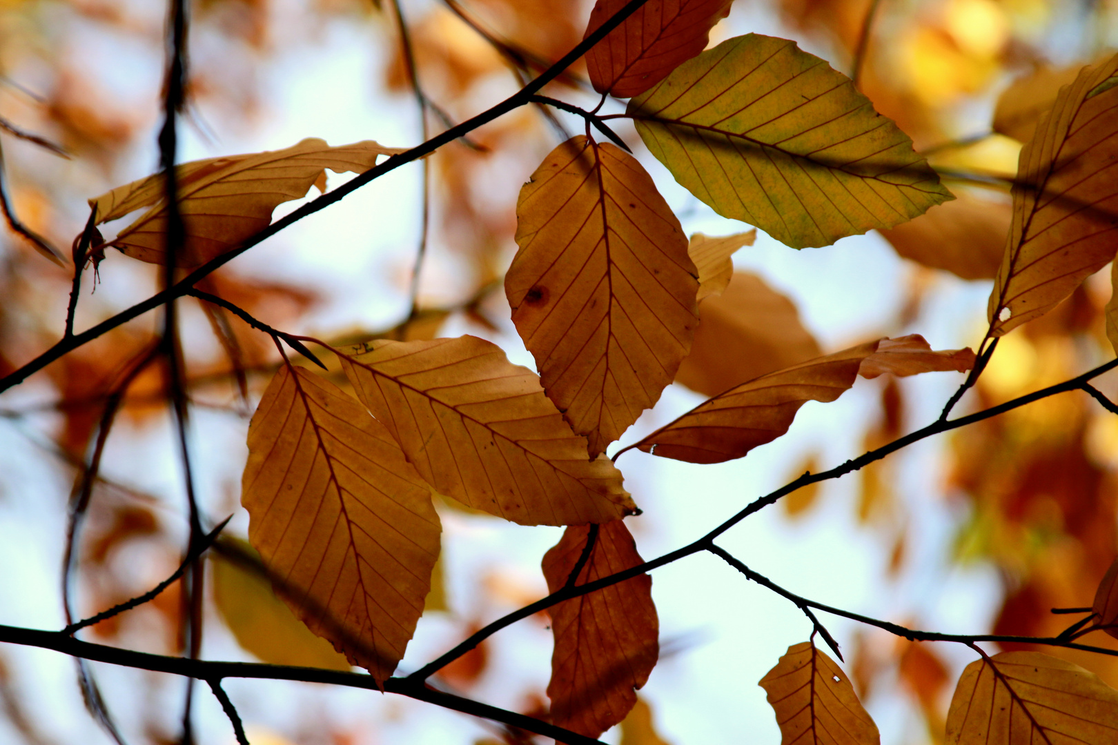 Letzte Farben ....