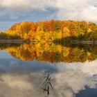 letzte Farben des Herbstes