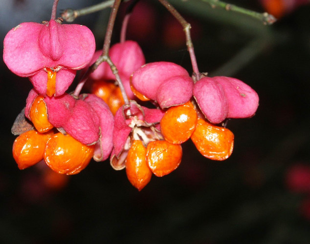 letzte Farben im Herbst