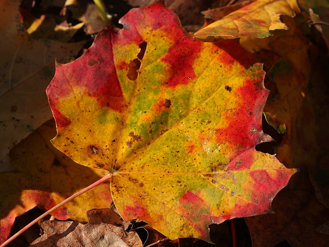 Letzte Farbkleckse im Herbst