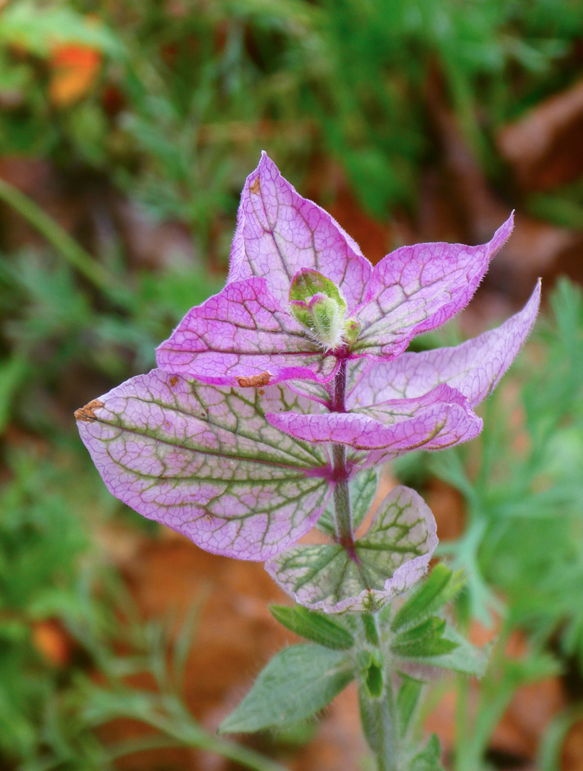 Letzte Farbtupfer im Herbst