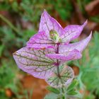 Letzte Farbtupfer im Herbst