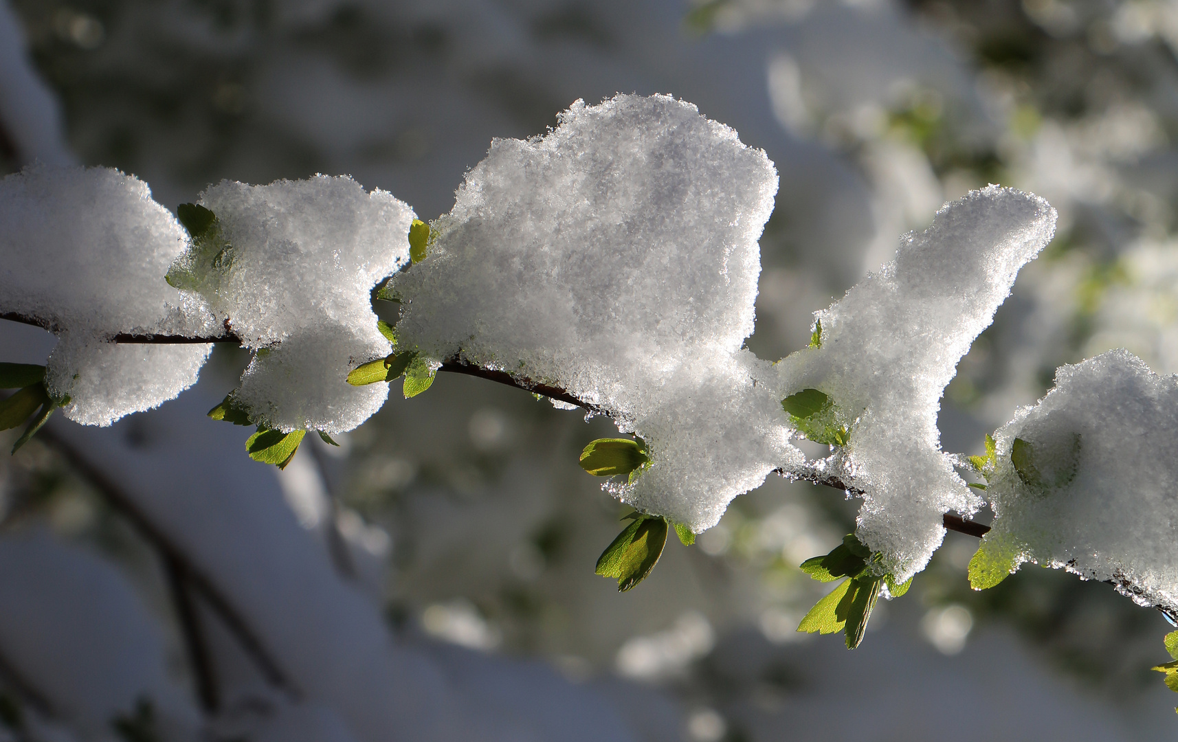 letzte Flocken