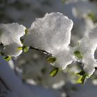 letzte Flocken