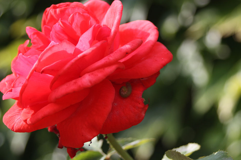 letzte Freitagsrose im September