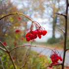 letzte Frucht vor dem Winter