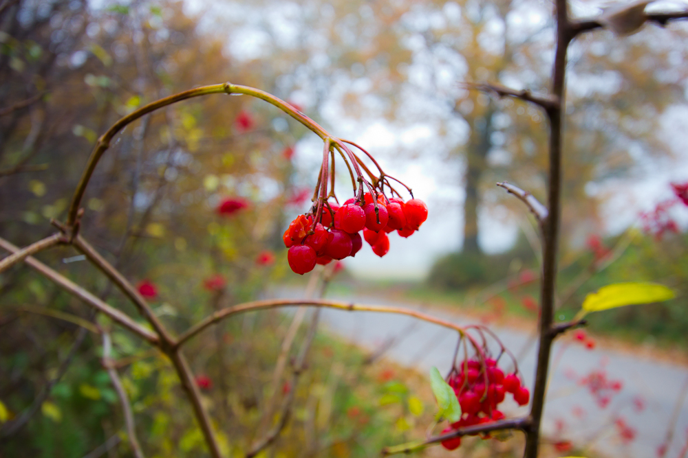 letzte Frucht vor dem Winter